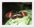 Butterfly 4 at Conservatory - Niagara * 2592 x 1944 * (1.27MB)